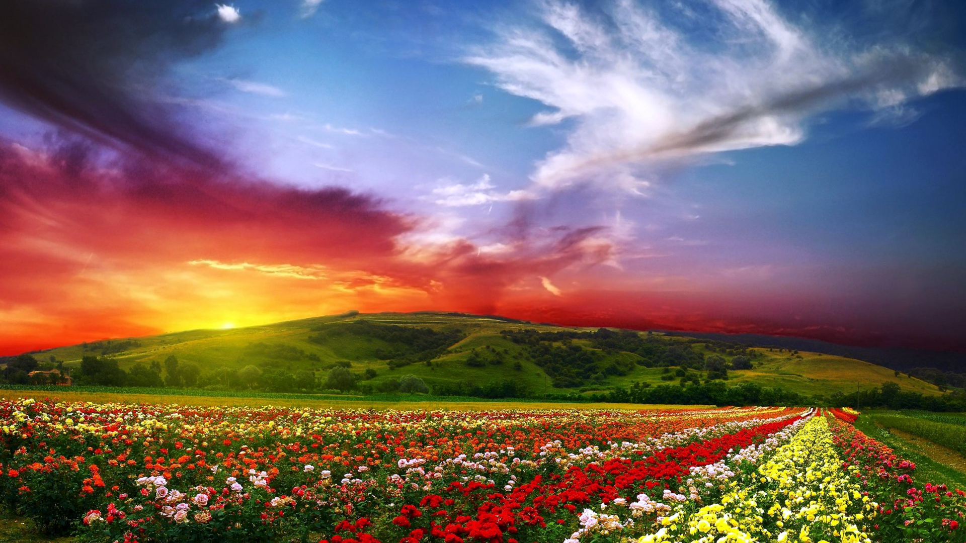 Colorful Flower Landscape Wallpaper