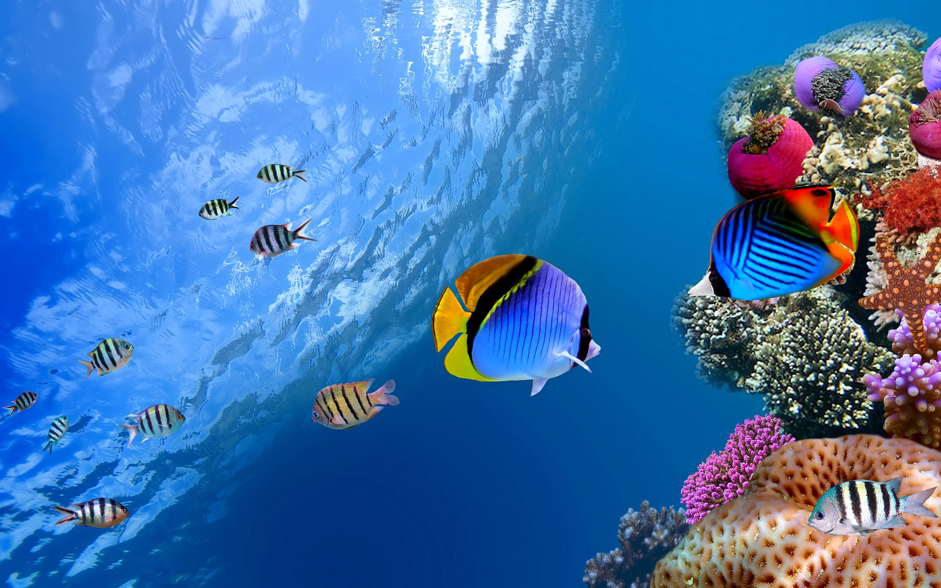 Corals Landscape Wallpaper