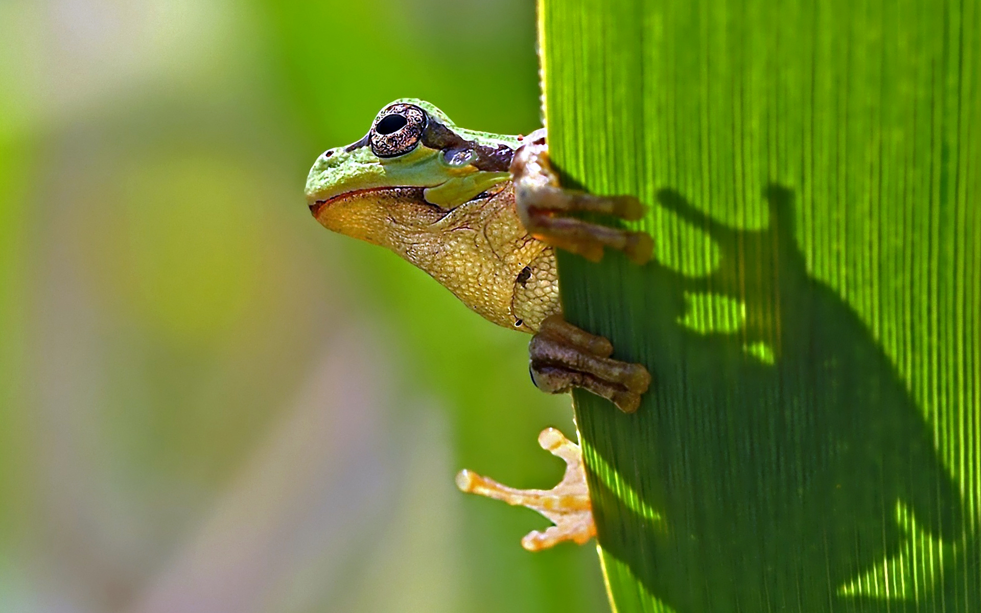 Frog View Landscape Picture Wallpaper