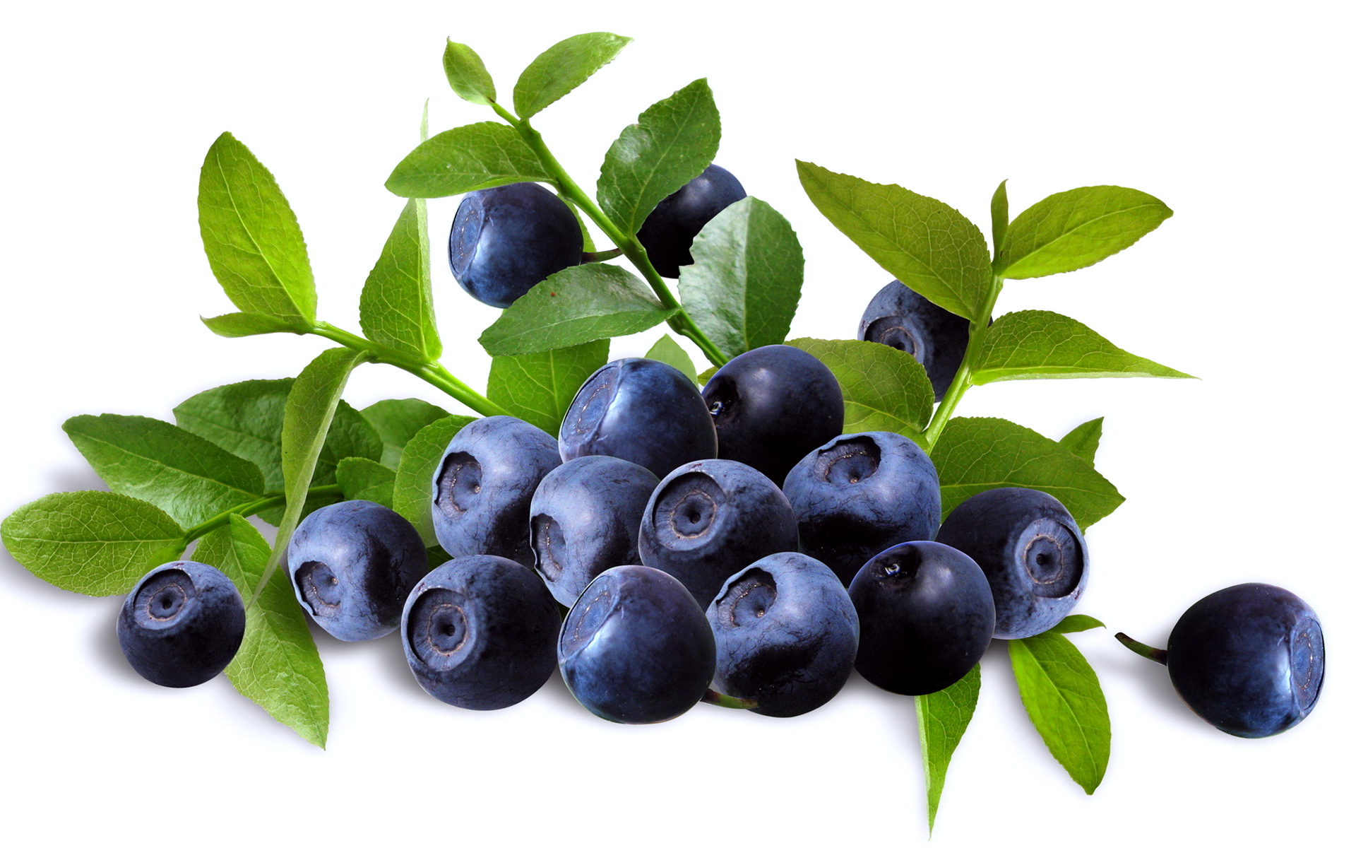 Fruit Blueberry Macro Wallpaper