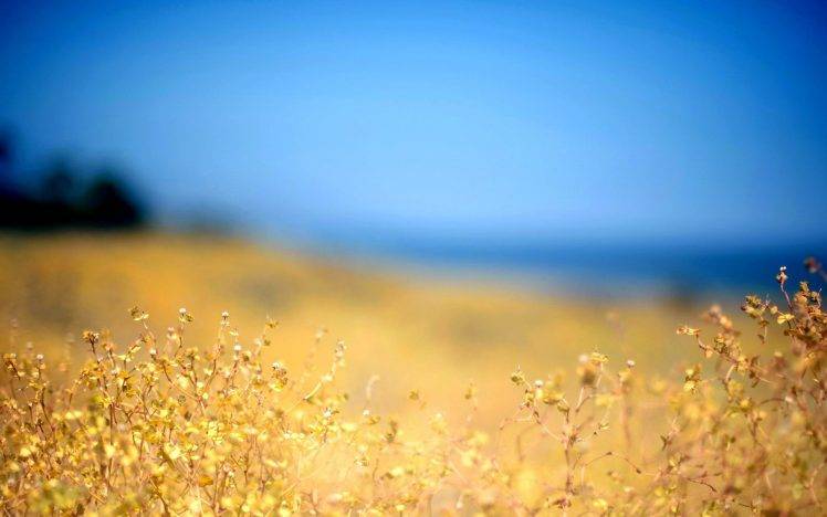 Grass In Summer Landscape1 HD Wallpaper Desktop Background