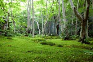 Green Forest Landscape