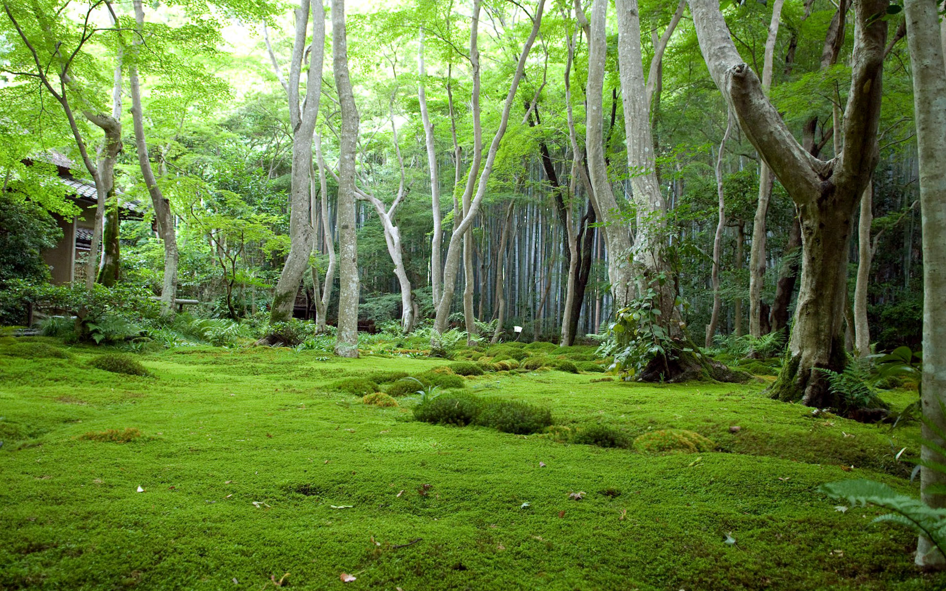 Green Forest Landscape Wallpaper