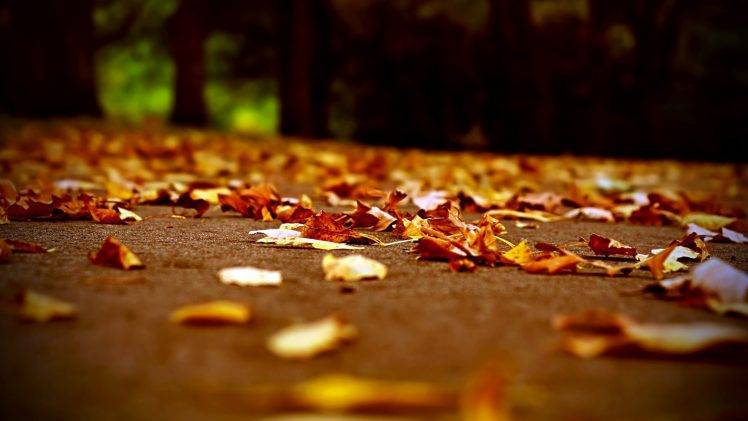 Leaves In Autumn Nature Landscape HD Wallpaper Desktop Background