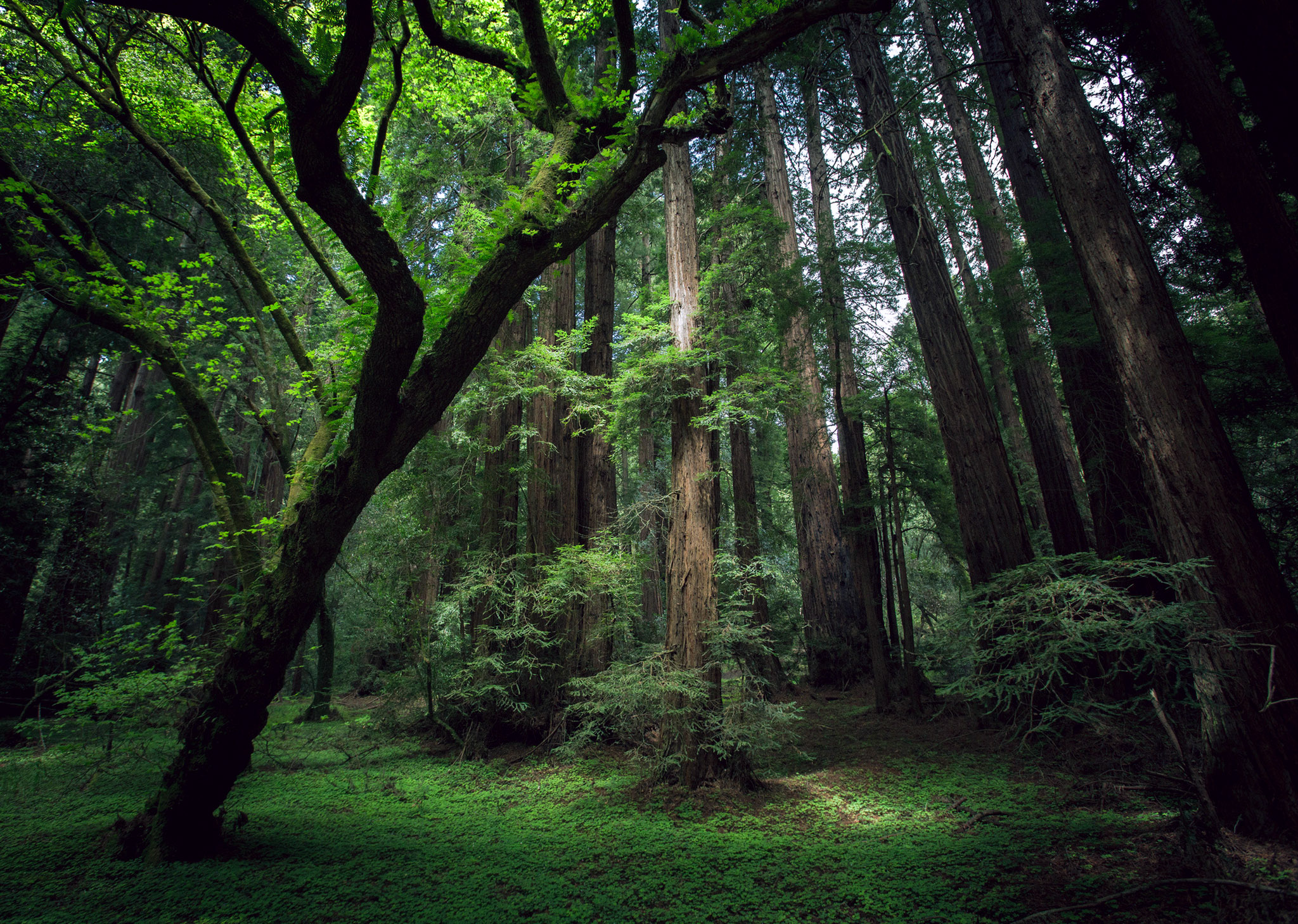 Nature Forest Wallpaper