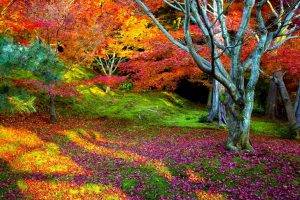 Nature Landscape Colorful