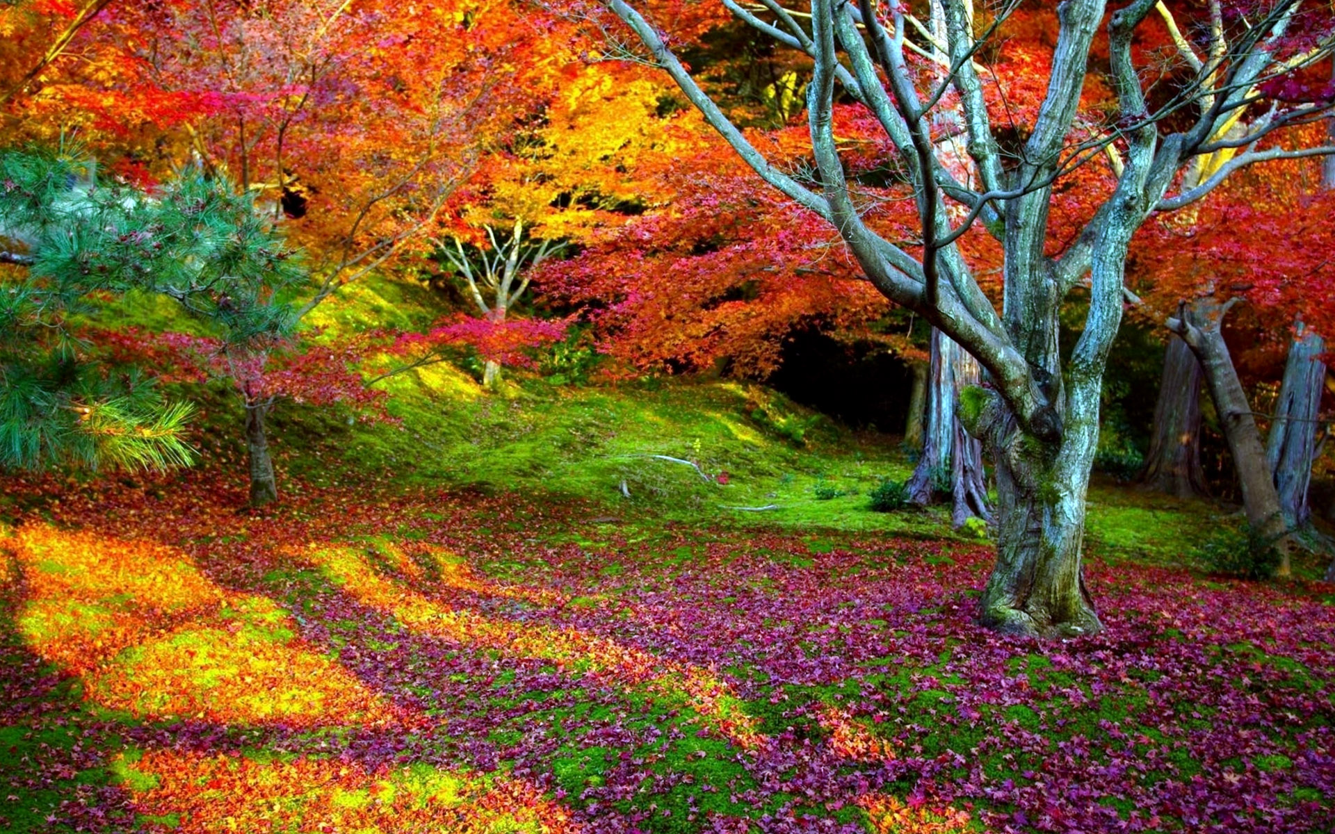 Nature Landscape Colorful Wallpaper