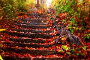 Nature Stairs On Autumn Leaf