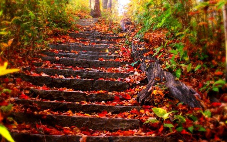 Nature Stairs On Autumn Leaf HD Wallpaper Desktop Background