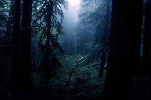 Night Forest Trees