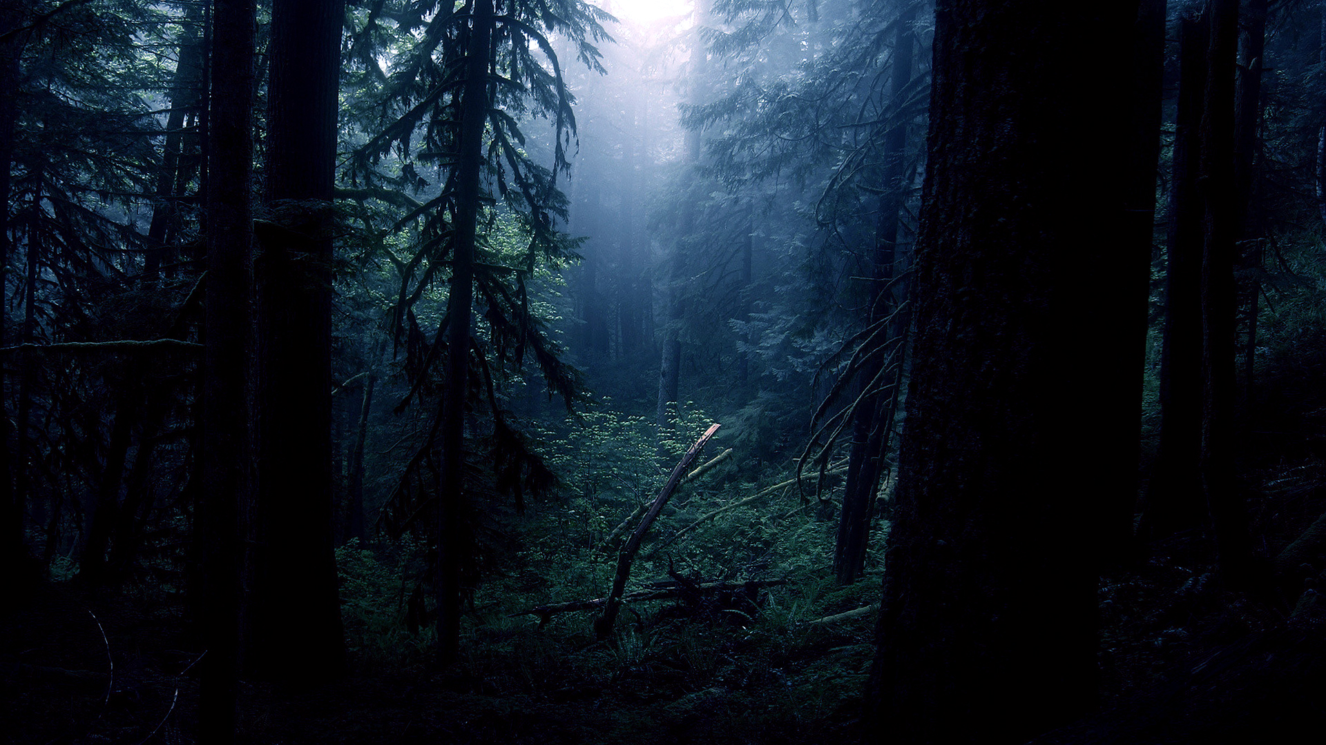 Night Forest Trees Wallpaper