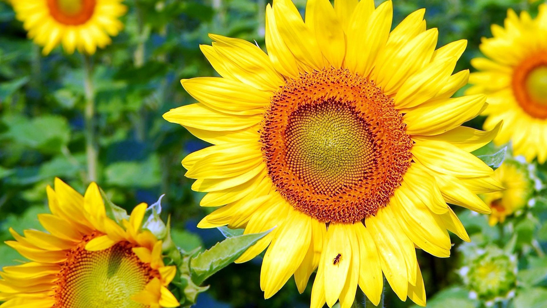 sunflower for mac