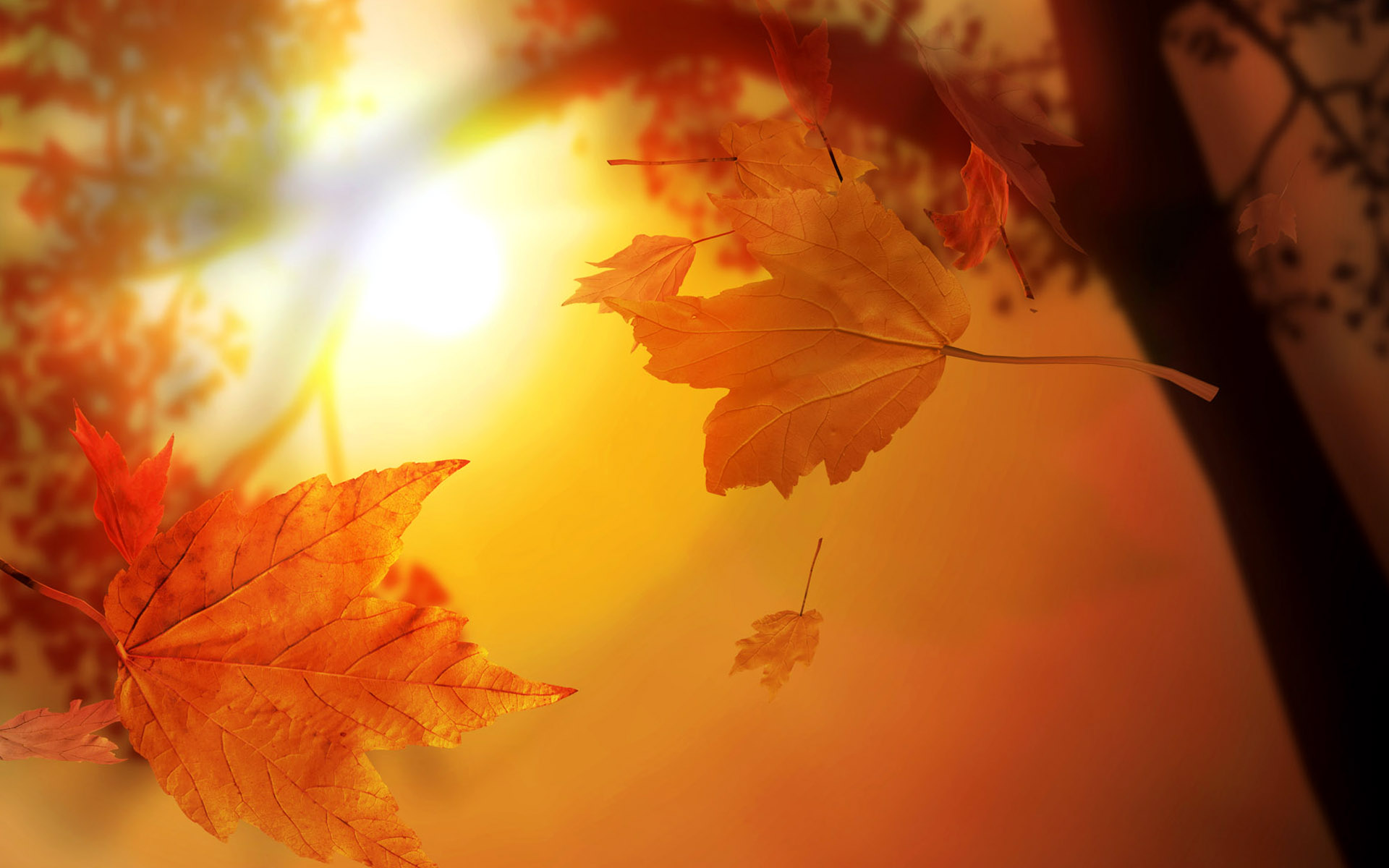 Sun And Autumn Leaves Landscape Photograpy Wallpaper