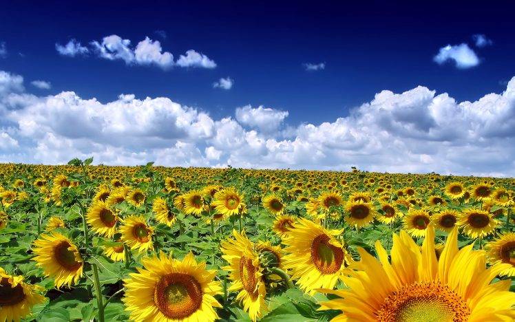 Sunflowers Garden HD Wallpaper Desktop Background