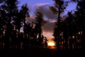 Sunset In Forest Landscape Best