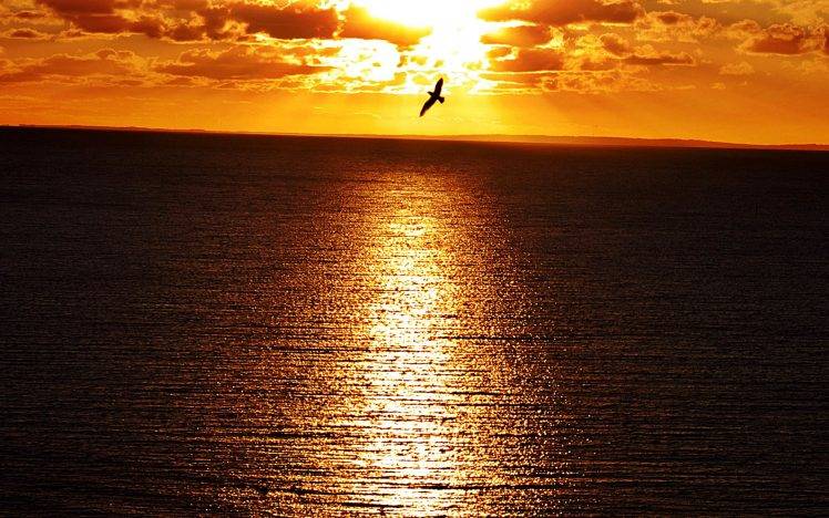 Sunset In Sea and Birds Landscape HD Wallpaper Desktop Background