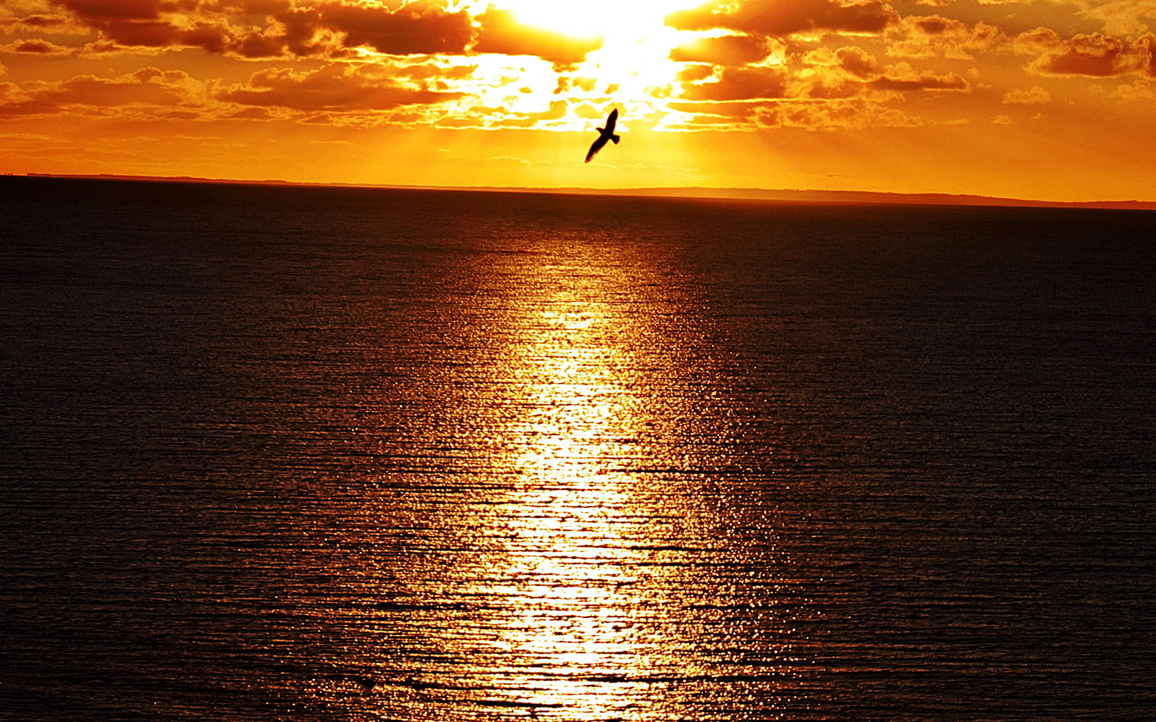 Sunset In Sea and Birds Landscape Wallpaper
