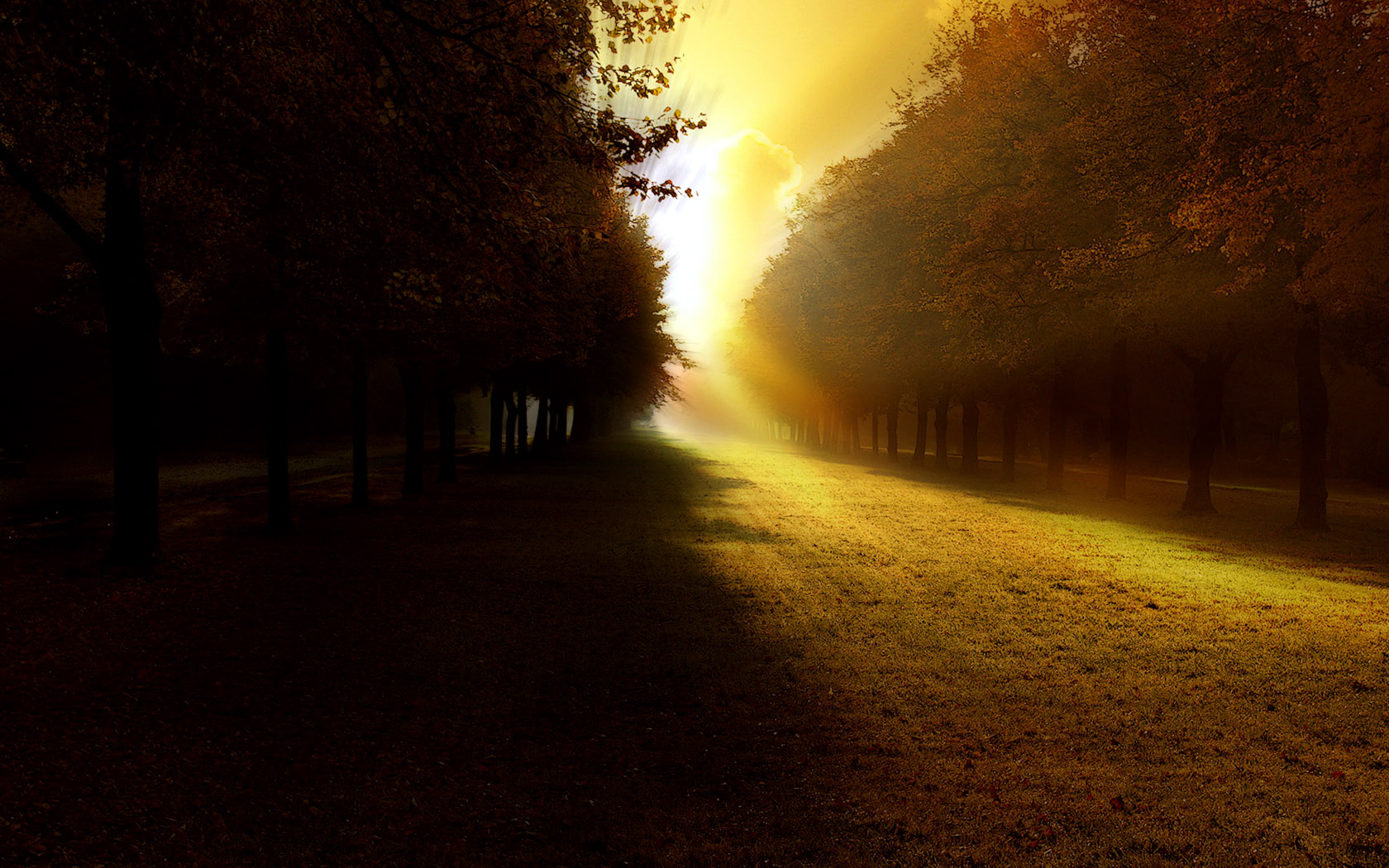 Sunset in Forest Hallway Landscape Wallpaper