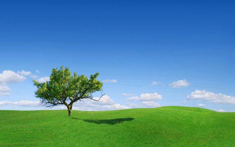 Great Landscape Tree HD Wallpaper Desktop Background