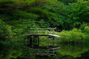 Bridge In Forest Lake