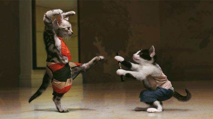 Cats Kung Fu HD Wallpaper Desktop Background