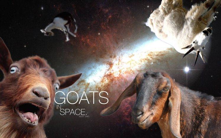 Goats in Space HD Wallpaper Desktop Background