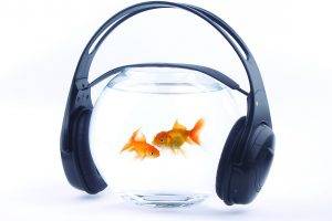 Goldfish Aquarium with Headphones