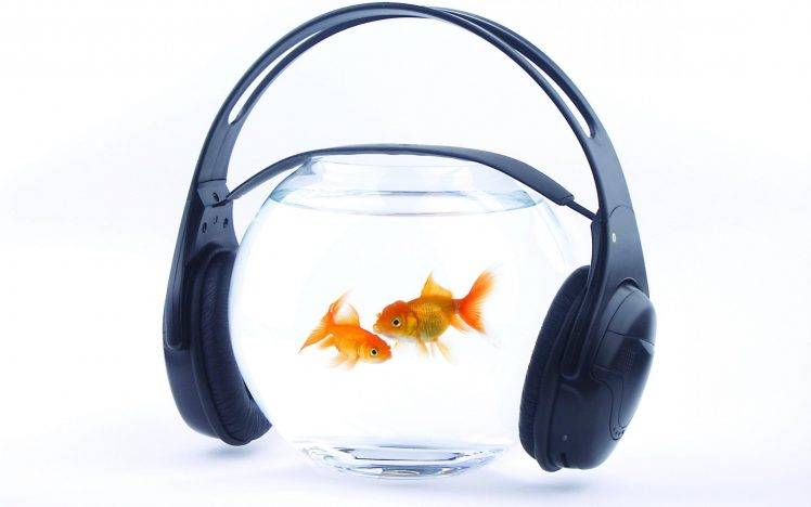 Goldfish Aquarium with Headphones HD Wallpaper Desktop Background