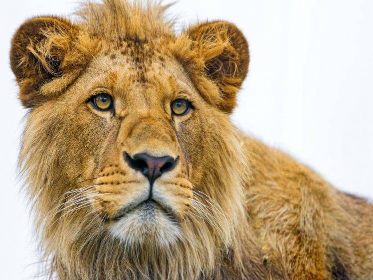Lion The King HD Wallpaper Desktop Background