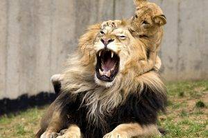 Lions Training Baby Lion