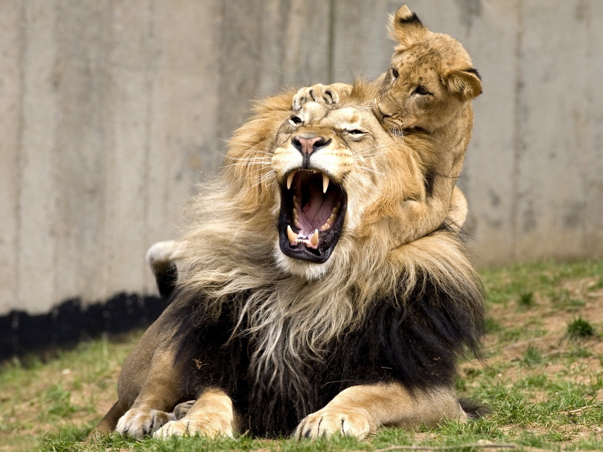 Lions Training Baby Lion Wallpaper