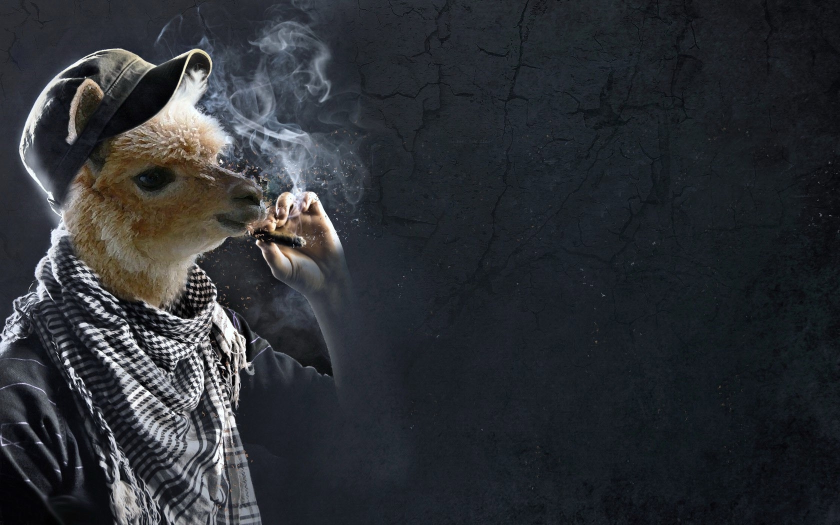 Llama Smoking Funny Wallpapers HD / Desktop and Mobile Backgrounds