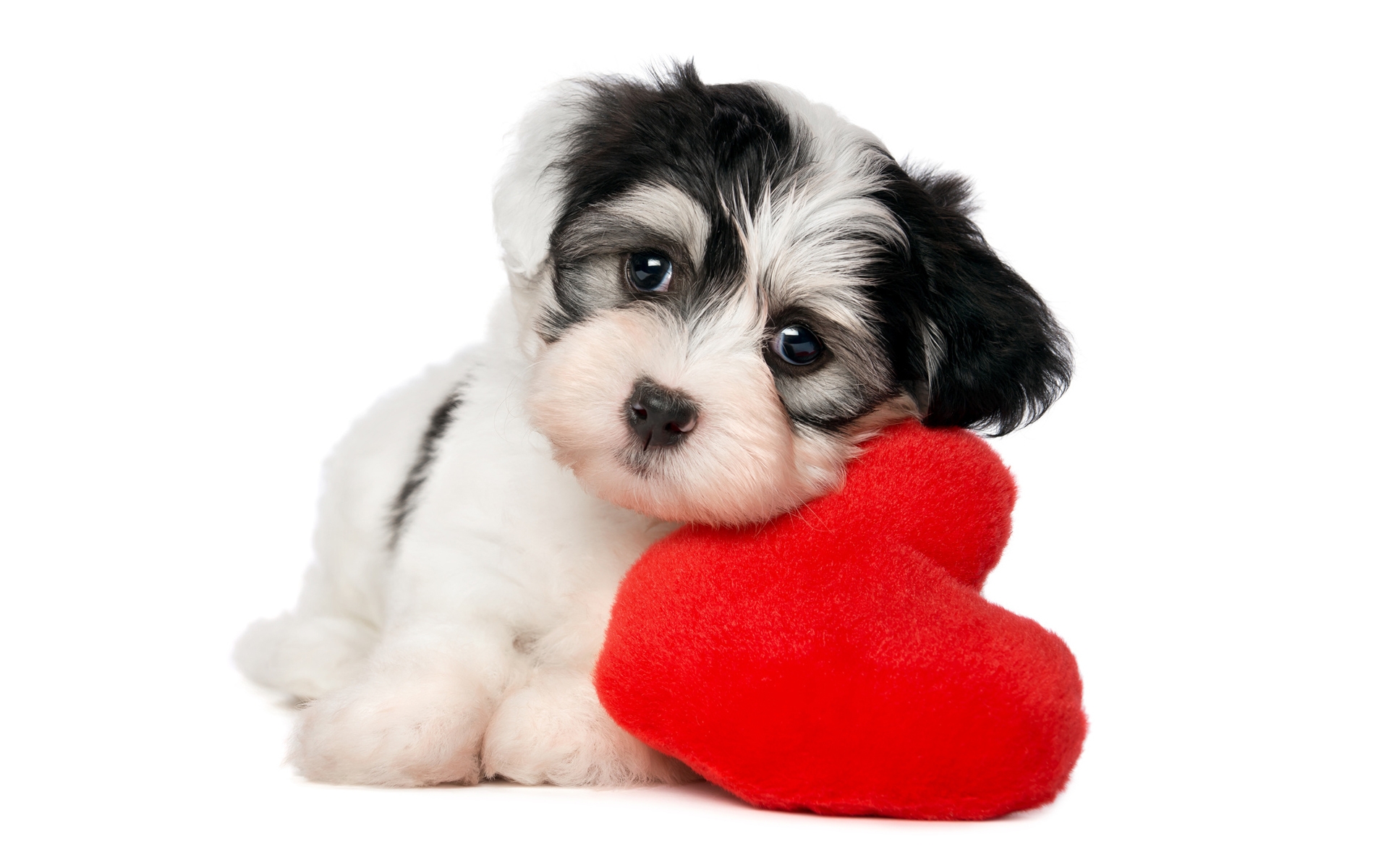 Lovely Puppy Dog Wallpaper