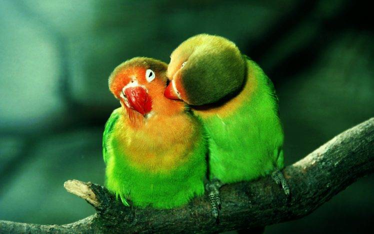 Parrots In Love HD Wallpaper Desktop Background