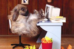 Rabbits in a Office