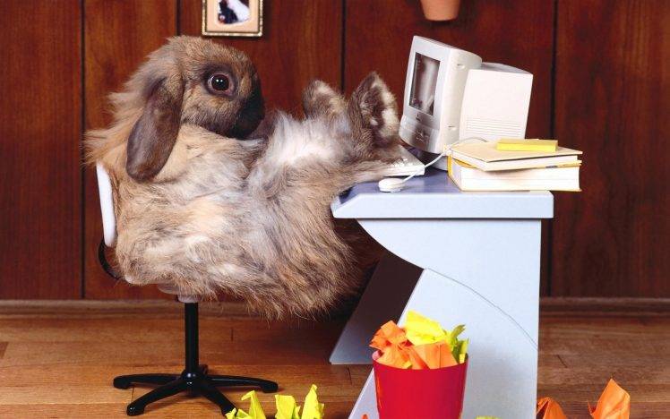 Rabbits in a Office HD Wallpaper Desktop Background