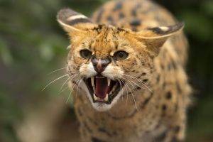 Serval Cat Angry Face