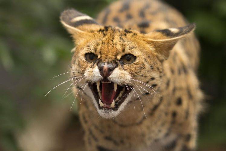 Serval Cat Angry Face HD Wallpaper Desktop Background