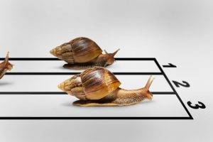 Snails Race