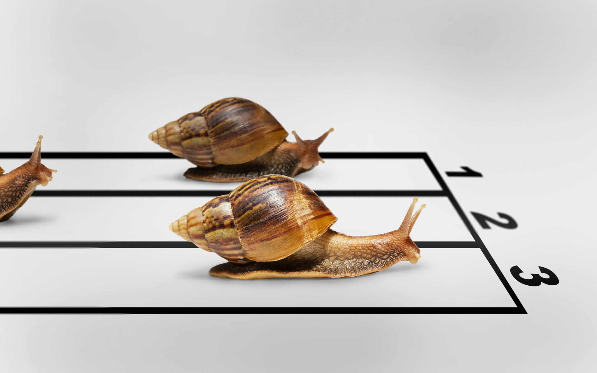 Snails Race Wallpaper