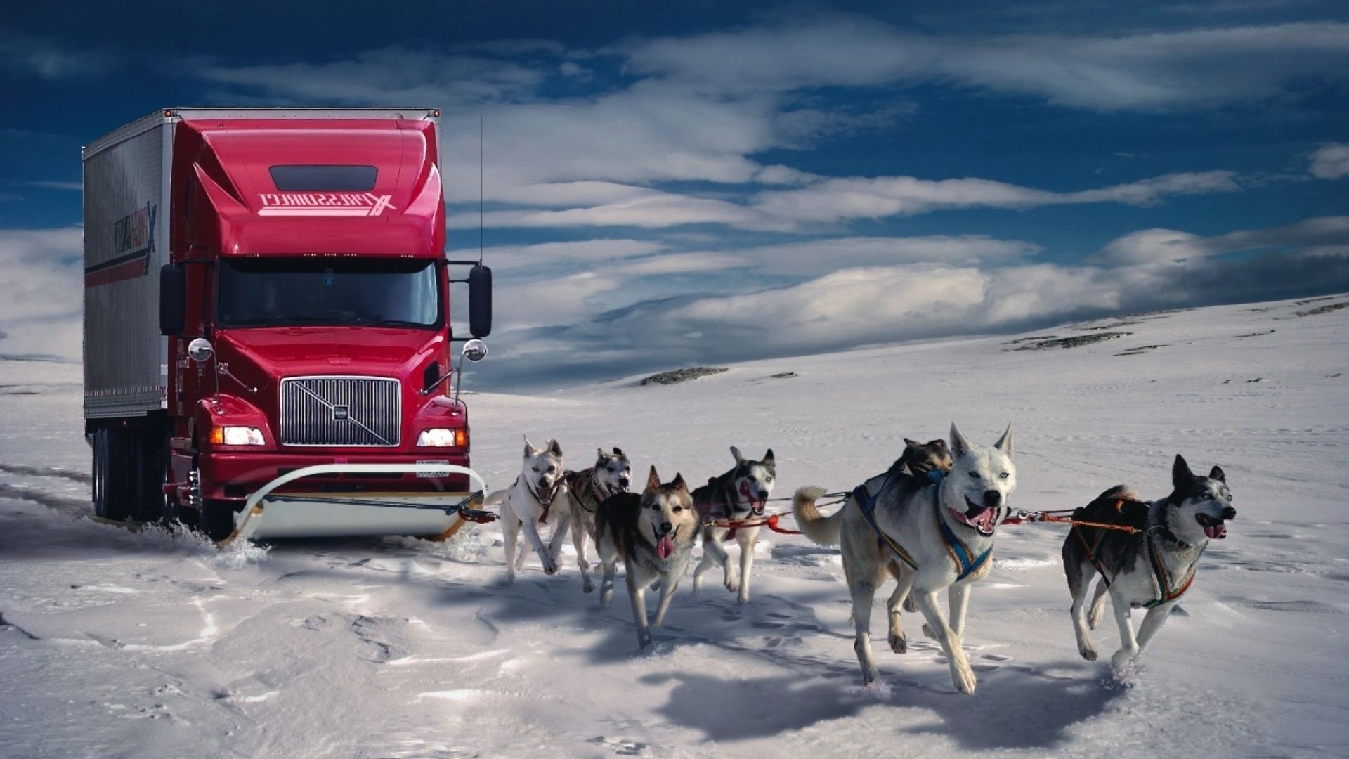 Snow Dogs Pull Trucks Wallpaper
