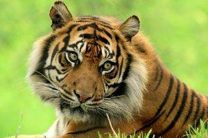 Tigers Glance Confused Glances
