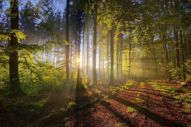 Tree Silhouette Forest Sun Light HD Wallpaper Desktop Background
