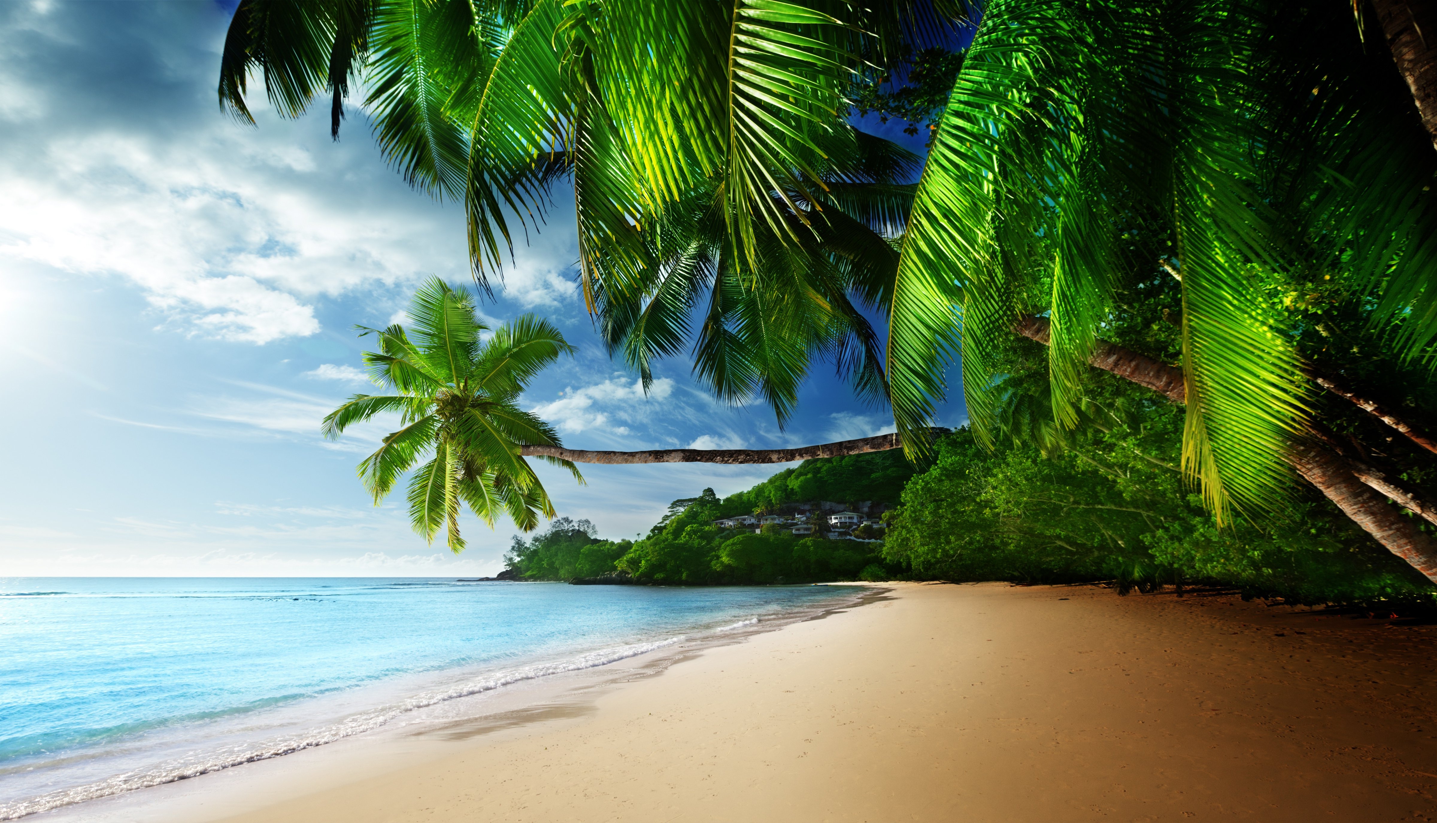 пляж берег пальмы море скачать