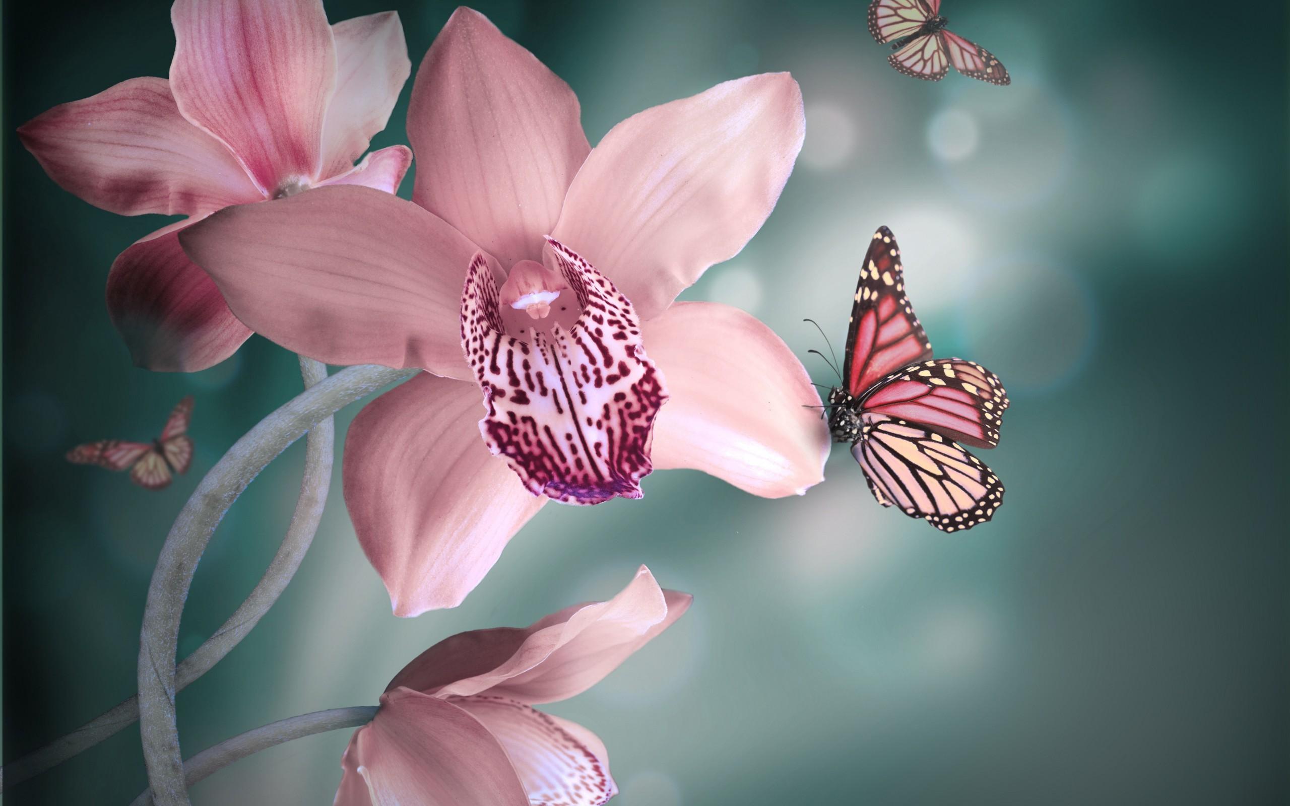 Butterflies on Orchid Flowers Wallpaper