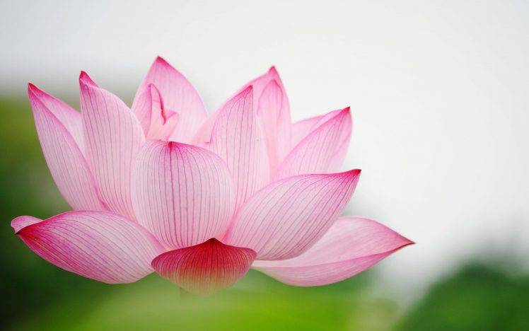 Lotus Flower HD Wallpaper Desktop Background