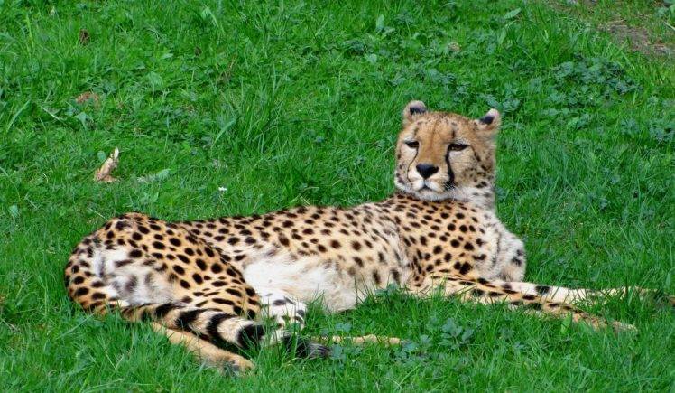 A Cheetah On The Grass HD Wallpaper Desktop Background