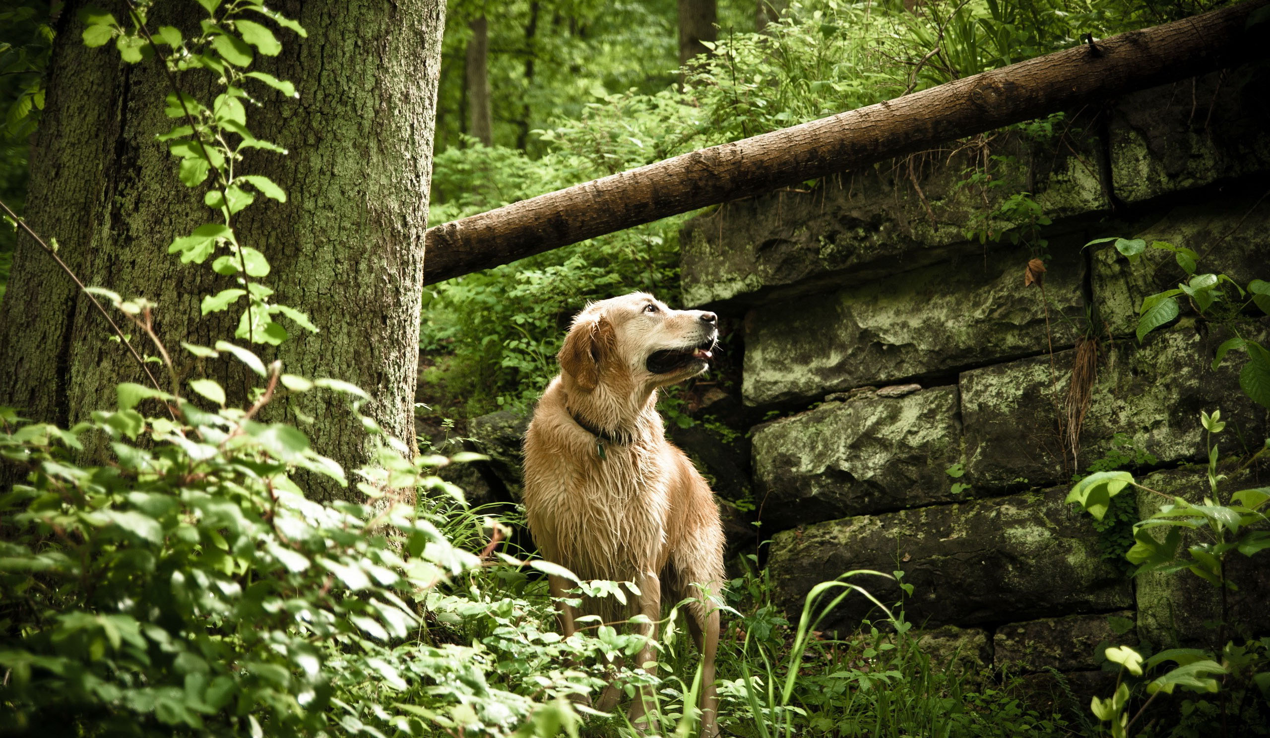 A Dog At The Middle Of The Nature Wallpaper