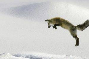 A Fox Is Jumping On The Snow