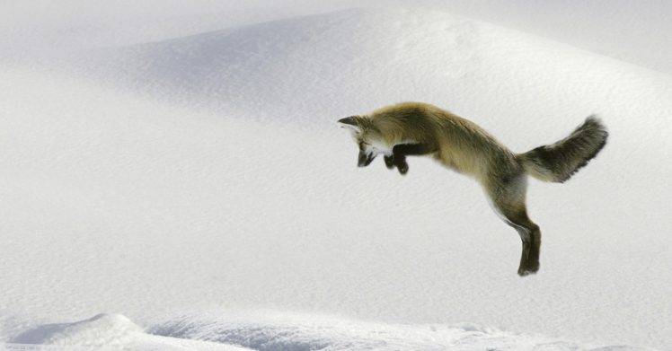 A Fox Is Jumping On The Snow HD Wallpaper Desktop Background